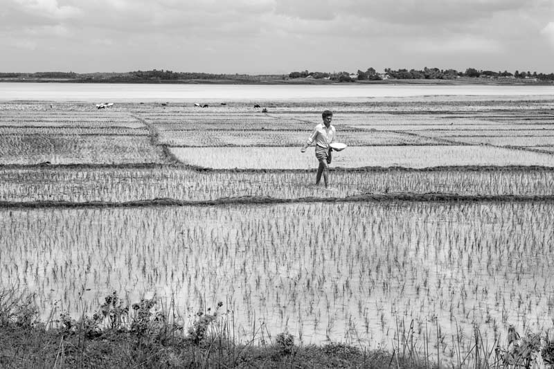 Spreading fertilizer in the paddy fields irrigated by Shanti Sagara in Devangere district, Karnataka, producing polluted agricultural runoff